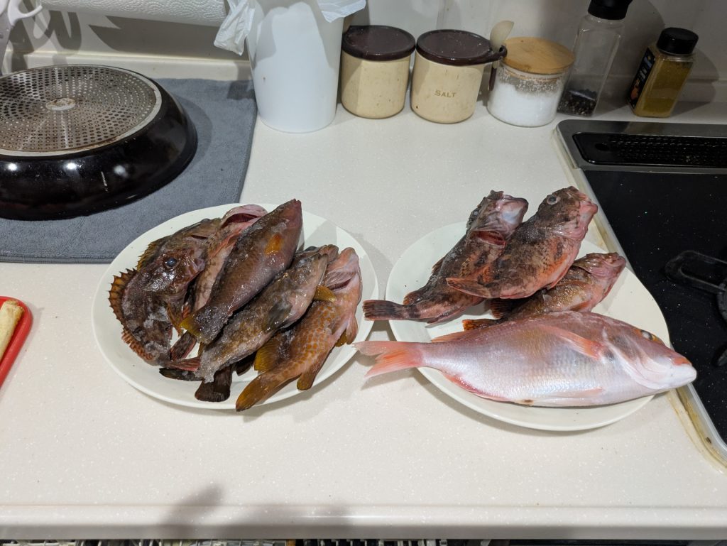 別日に堤防でつったものと、船で家族がオキアミで釣ったものも有